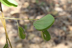 Bauhinia pauletia