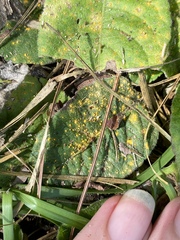 Coleosporium elephantopodis