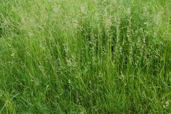 Festuca rubra