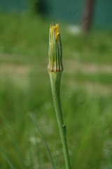 Tragopogon