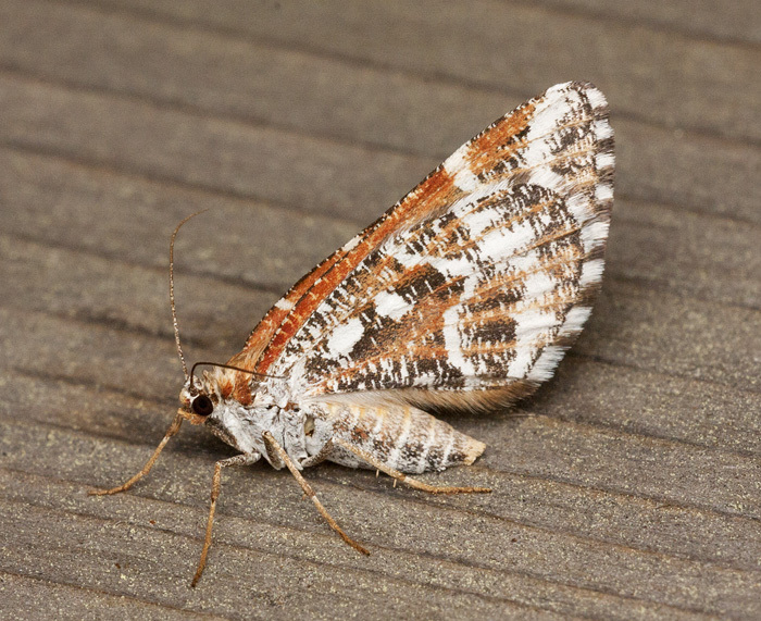 Stamnodes marmorata