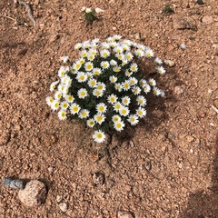 Erigeron concinnus concinnus