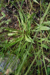 Plantago lanceolata