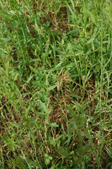 Plantago lanceolata