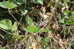 Calopogonium caeruleum