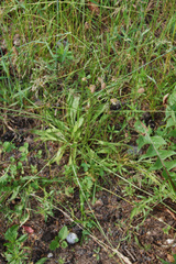 Plantago lanceolata