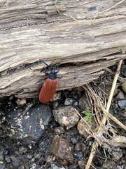 Macrolygistopterus rubripennis