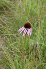 Echinacea pallida
