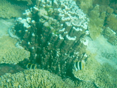 Porites heronensis