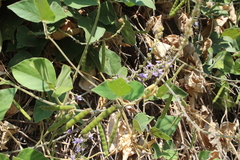 Calopogonium caeruleum
