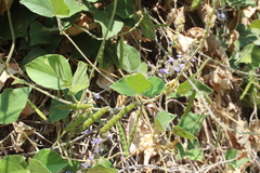 Calopogonium caeruleum