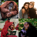 Humanos Y Grandes Simios - Photo no hay derechos reservados, subido por Abhas Misraraj