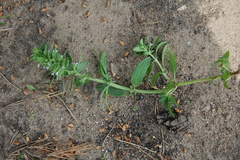 Dracocephalum thymiflorum