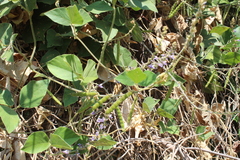 Calopogonium caeruleum