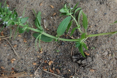 Dracocephalum thymiflorum