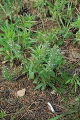 Dracocephalum thymiflorum