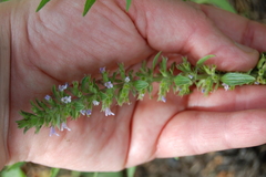 Dracocephalum thymiflorum