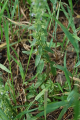 Dracocephalum thymiflorum