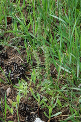 Dracocephalum thymiflorum