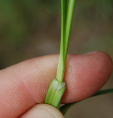 Carex spicata