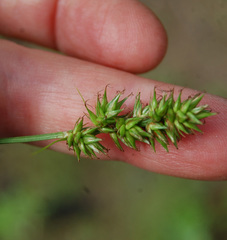 Carex spicata