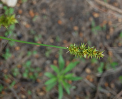 Carex spicata