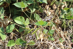 Calopogonium caeruleum