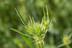 Eryngium petiolatum
