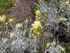 Castilleja hololeuca