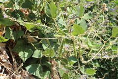 Calopogonium caeruleum