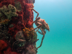 Leptomithrax gaimardii