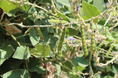 Calopogonium caeruleum
