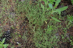 Arenaria serpyllifolia