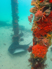 Leptomithrax gaimardii