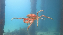 Leptomithrax gaimardii