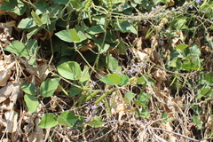 Calopogonium caeruleum