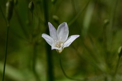 Triteleia peduncularis