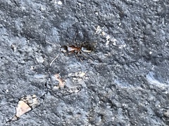 Camponotus novaeboracensis