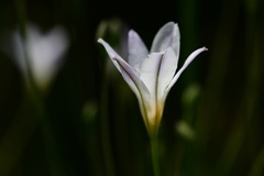 Triteleia peduncularis