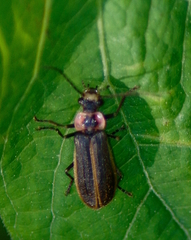 Podabrus brevicollis