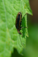 Podabrus brevicollis