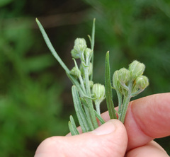 Crepis tectorum