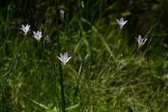 Triteleia peduncularis