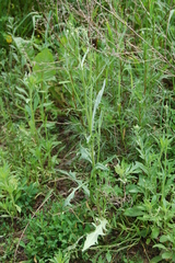 Crepis tectorum