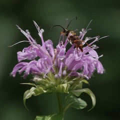 Typocerus velutinus