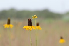 Rudbeckia texana