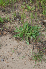 Plantago lanceolata