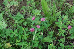 Trifolium medium