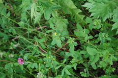 Medicago lupulina