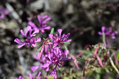 Clarkia concinna